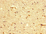 IHC image diluted at 1:300 and staining in paraffin-embedded human brain tissue performed on a Leica BondTM system. After dewaxing and hydration, antigen retrieval was mediated by high pressure in a citrate buffer (pH 6.0). Section was blocked with 10% normal goat serum 30min at RT. Then primary antibody (1% BSA) was incubated at 4°C overnight. The primary is detected by a biotinylated secondary antibody and visualized using an HRP conjugated SP system.