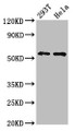 Western Blot; Positive WB detected in: 293T whole cell lysate, Hela whole cell lysate; All lanes: EPOR antibody at 4.3µg/ml; Secondary; Goat polyclonal to rabbit IgG at 1/50000 dilution; Predicted band size: 56, 27, 36 kDa; Observed band size: 56 kDa;