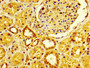 IHC image of CAC11233 diluted at 1:600 and staining in paraffin-embedded human kidney tissue performed on a Leica BondTM system. After dewaxing and hydration, antigen retrieval was mediated by high pressure in a citrate buffer (pH 6.0). Section was blocked with 10% normal goat serum 30min at RT. Then primary antibody (1% BSA) was incubated at 4°C overnight. The primary is detected by a biotinylated secondary antibody and visualized using an HRP conjugated SP system.