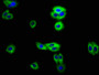 Immunofluorescence staining of HepG2 cells with CAC11243 at 1:100, counter-stained with DAPI. The cells were fixed in 4% formaldehyde, permeabilized using 0.2% Triton X-100 and blocked in 10% normal Goat Serum. The cells were then incubated with the antibody overnight at 4°C. The secondary antibody was Alexa Fluor 488-congugated AffiniPure Goat Anti-Rabbit IgG(H+L).
