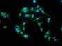 Immunofluorescence staining of Hela cells with CAC11250 at 1:155, counter-stained with DAPI. The cells were fixed in 4% formaldehyde, permeabilized using 0.2% Triton X-100 and blocked in 10% normal Goat Serum. The cells were then incubated with the antibody overnight at 4°C. The secondary antibody was Alexa Fluor 488-congugated AffiniPure Goat Anti-Rabbit IgG(H+L).