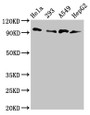 Western Blot; Positive WB detected in: Hela whole cell lysate, 293 whole cell lysate, A549 whole cell lysate, HepG2 whole cell lysate; All lanes: MACC1 antibody at 3µg/ml; Secondary; Goat polyclonal to rabbit IgG at 1/50000 dilution; Predicted band size: 97 kDa; Observed band size: 97 kDa