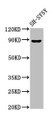 Western Blot; Positive WB detected in: SH-SY5Y whole cell lysate; All lanes: NPAS4 antibody at 7µg/ml; Secondary; Goat polyclonal to rabbit IgG at 1/50000 dilution; Predicted band size: 88, 26 kDa; Observed band size: 88 kDa