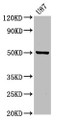 Western Blot; Positive WB detected in: U87 whole cell lysate; All lanes: POFUT2 antibody at 3.2µg/ml; Secondary; Goat polyclonal to rabbit IgG at 1/50000 dilution; Predicted band size: 50, 49, 45 kDa; Observed band size: 50 kDa