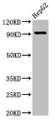 Western Blot; Positive WB detected in: HepG2 whole cell lysate; All lanes: NPAS2 antibody at 2.7µg/ml; Secondary; Goat polyclonal to rabbit IgG at 1/50000 dilution; Predicted band size: 92 kDa; Observed band size: 92 kDa