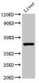 Western Blot; Positive WB detected in: Mouse liver tissue; All lanes: CLEC4M antibody at 2µg/ml; Secondary; Goat polyclonal to rabbit IgG at 1/50000 dilution; Predicted band size: 46, 31, 37, 27, 38, 29, 43, 34, 25 kDa; Observed band size: 46 kDa;