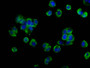 Immunofluorescence staining of MCF-7 cells with CAC11278 at 1:133, counter-stained with DAPI. The cells were fixed in 4% formaldehyde, permeabilized using 0.2% Triton X-100 and blocked in 10% normal Goat Serum. The cells were then incubated with the antibody overnight at 4°C. The secondary antibody was Alexa Fluor 488-congugated AffiniPure Goat Anti-Rabbit IgG(H+L).