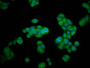 Immunofluorescence staining of PC-3 cells with CAC11280 at 1:100, counter-stained with DAPI. The cells were fixed in 4% formaldehyde, permeabilized using 0.2% Triton X-100 and blocked in 10% normal Goat Serum. The cells were then incubated with the antibody overnight at 4°C. The secondary antibody was Alexa Fluor 488-congugated AffiniPure Goat Anti-Rabbit IgG(H+L).
