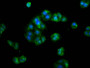 Immunofluorescence staining of HepG2 cells with CAC11281 at 1:133, counter-stained with DAPI. The cells were fixed in 4% formaldehyde, permeabilized using 0.2% Triton X-100 and blocked in 10% normal Goat Serum. The cells were then incubated with the antibody overnight at 4°C. The secondary antibody was Alexa Fluor 488-congugated AffiniPure Goat Anti-Rabbit IgG(H+L).