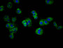 Immunofluorescence staining of HepG2 cells with CAC11286 at 1:166, counter-stained with DAPI. The cells were fixed in 4% formaldehyde, permeabilized using 0.2% Triton X-100 and blocked in 10% normal Goat Serum. The cells were then incubated with the antibody overnight at 4°C. The secondary antibody was Alexa Fluor 488-congugated AffiniPure Goat Anti-Rabbit IgG(H+L).