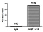 Chromatin Immunoprecipitation Hela (4*106, treated with 30mM sodium butyrate for 4h) were treated with Micrococcal Nuclease, sonicated, and immunoprecipitated with 8µg anti-HIST1H1B (CAC11296) or a control normal rabbit IgG. The resulting ChIP DNA was quantified using real-time PCR with primers against the ß-Globin promoter.