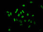 Immunofluorescent analysis of Hela cells (sodium butyrate, 30 mM, 4h) using CAC11300 at dilution of 1:100 and Alexa Fluor 488-congugated AffiniPure Goat Anti-Rabbit IgG(H+L)