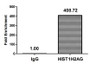 Chromatin Immunoprecipitation Hela (4*106, treated with 30mM sodium butyrate for 4h) were treated with Micrococcal Nuclease, sonicated, and immunoprecipitated with 8µg anti-HIST1H2AG (CAC11300) or a control normal rabbit IgG. The resulting ChIP DNA was quantified using real-time PCR with primers against the ß-Globin promoter.
