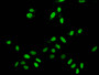Immunofluorescent analysis of Hela cells using CAC11302 at dilution of 1:100 and Alexa Fluor 488-congugated AffiniPure Goat Anti-Rabbit IgG(H+L)