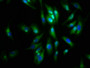 Immunofluorescence staining of Hela cells with CAC11305 at 1:133, counter-stained with DAPI. The cells were fixed in 4% formaldehyde, permeabilized using 0.2% Triton X-100 and blocked in 10% normal Goat Serum. The cells were then incubated with the antibody overnight at 4°C. The secondary antibody was Alexa Fluor 488-congugated AffiniPure Goat Anti-Rabbit IgG(H+L).