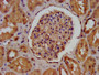 IHC image diluted at 1:400 and staining in paraffin-embedded human kidney tissue performed on a Leica BondTM system. After dewaxing and hydration, antigen retrieval was mediated by high pressure in a citrate buffer (pH 6.0). Section was blocked with 10% normal goat serum 30min at RT. Then primary antibody (1% BSA) was incubated at 4°C overnight. The primary is detected by a biotinylated secondary antibody and visualized using an HRP conjugated SP system.