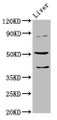 Western Blot; Positive WB detected in: Mouse liver tissue; All lanes: CHRNB3 antibody at 5.1µg/ml; Secondary; Goat polyclonal to rabbit IgG at 1/50000 dilution; Predicted band size: 53 kDa; Observed band size: 53 kDa;