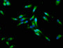 Immunofluorescence staining of Hela cells with CAC11306 at 1:133, counter-stained with DAPI. The cells were fixed in 4% formaldehyde, permeabilized using 0.2% Triton X-100 and blocked in 10% normal Goat Serum. The cells were then incubated with the antibody overnight at 4°C. The secondary antibody was Alexa Fluor 488-congugated AffiniPure Goat Anti-Rabbit IgG(H+L).