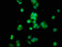Immunofluorescence staining of HepG2 cells with CAC11309 at 1:100, counter-stained with DAPI. The cells were fixed in 4% formaldehyde, permeabilized using 0.2% Triton X-100 and blocked in 10% normal Goat Serum. The cells were then incubated with the antibody overnight at 4°C. The secondary antibody was Alexa Fluor 488-congugated AffiniPure Goat Anti-Rabbit IgG(H+L).