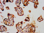 IHC image diluted at 1:300 and staining in paraffin-embedded human placenta tissue performed on a Leica BondTM system. After dewaxing and hydration, antigen retrieval was mediated by high pressure in a citrate buffer (pH 6.0). Section was blocked with 10% normal goat serum 30min at RT. Then primary antibody (1% BSA) was incubated at 4°C overnight. The primary is detected by a biotinylated secondary antibody and visualized using an HRP conjugated SP system.