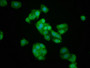 Immunofluorescence staining of HepG2 cells with CAC11314 at 1:133, counter-stained with DAPI. The cells were fixed in 4% formaldehyde, permeabilized using 0.2% Triton X-100 and blocked in 10% normal Goat Serum. The cells were then incubated with the antibody overnight at 4°C. The secondary antibody was Alexa Fluor 488-congugated AffiniPure Goat Anti-Rabbit IgG(H+L).