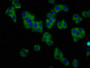 Immunofluorescence staining of HepG2 cells with CAC11329 at 1:133, counter-stained with DAPI. The cells were fixed in 4% formaldehyde, permeabilized using 0.2% Triton X-100 and blocked in 10% normal Goat Serum. The cells were then incubated with the antibody overnight at 4°C. The secondary antibody was Alexa Fluor 488-congugated AffiniPure Goat Anti-Rabbit IgG(H+L).