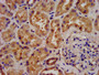 IHC image of CAC11331 diluted at 1:300 and staining in paraffin-embedded human kidney tissue performed on a Leica BondTM system. After dewaxing and hydration, antigen retrieval was mediated by high pressure in a citrate buffer (pH 6.0). Section was blocked with 10% normal goat serum 30min at RT. Then primary antibody (1% BSA) was incubated at 4°C overnight. The primary is detected by a biotinylated secondary antibody and visualized using an HRP conjugated SP system.