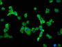 Immunofluorescence staining of SH-SY5Y cells with CAC11332 at 1:66, counter-stained with DAPI. The cells were fixed in 4% formaldehyde, permeabilized using 0.2% Triton X-100 and blocked in 10% normal Goat Serum. The cells were then incubated with the antibody overnight at 4°C. The secondary antibody was Alexa Fluor 488-congugated AffiniPure Goat Anti-Rabbit IgG(H+L).