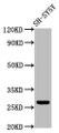 Western Blot; Positive WB detected in: SH-SY5Y whole cell lysate; All lanes: CD99L2 antibody at 4µg/ml; Secondary; Goat polyclonal to rabbit IgG at 1/50000 dilution; Predicted band size: 28, 23, 21, 16, 29 kDa; Observed band size: 28 kDa