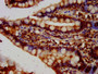 IHC image diluted at 1:100 and staining in paraffin-embedded human small intestine tissue performed on a Leica BondTM system. After dewaxing and hydration, antigen retrieval was mediated by high pressure in a citrate buffer (pH 6.0). Section was blocked with 10% normal goat serum 30min at RT. Then primary antibody (1% BSA) was incubated at 4°C overnight. The primary is detected by a biotinylated secondary antibody and visualized using an HRP conjugated SP system.