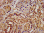 IHC image of CAC11353 diluted at 1:300 and staining in paraffin-embedded human kidney tissue performed on a Leica BondTM system. After dewaxing and hydration, antigen retrieval was mediated by high pressure in a citrate buffer (pH 6.0). Section was blocked with 10% normal goat serum 30min at RT. Then primary antibody (1% BSA) was incubated at 4°C overnight. The primary is detected by a biotinylated secondary antibody and visualized using an HRP conjugated SP system.