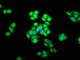 Immunofluorescence staining of PC-3 cells with CAC11354 at 1:166, counter-stained with DAPI. The cells were fixed in 4% formaldehyde, permeabilized using 0.2% Triton X-100 and blocked in 10% normal Goat Serum. The cells were then incubated with the antibody overnight at 4°C. The secondary antibody was Alexa Fluor 488-congugated AffiniPure Goat Anti-Rabbit IgG(H+L).