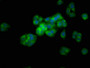 Immunofluorescence staining of HepG2 cells with CAC11369 at 1:133, counter-stained with DAPI. The cells were fixed in 4% formaldehyde, permeabilized using 0.2% Triton X-100 and blocked in 10% normal Goat Serum. The cells were then incubated with the antibody overnight at 4°C. The secondary antibody was Alexa Fluor 488-congugated AffiniPure Goat Anti-Rabbit IgG(H+L).