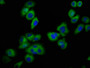 Immunofluorescence staining of A549 cells with CAC11377 at 1:100, counter-stained with DAPI. The cells were fixed in 4% formaldehyde, permeabilized using 0.2% Triton X-100 and blocked in 10% normal Goat Serum. The cells were then incubated with the antibody overnight at 4°C. The secondary antibody was Alexa Fluor 488-congugated AffiniPure Goat Anti-Rabbit IgG(H+L).