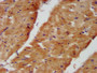 IHC image diluted at 1:400 and staining in paraffin-embedded human heart tissue performed on a Leica BondTM system. After dewaxing and hydration, antigen retrieval was mediated by high pressure in a citrate buffer (pH 6.0). Section was blocked with 10% normal goat serum 30min at RT. Then primary antibody (1% BSA) was incubated at 4°C overnight. The primary is detected by a biotinylated secondary antibody and visualized using an HRP conjugated SP system.