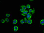 Immunofluorescence staining of MCF-7 cells with CAC11380 at 1:33, counter-stained with DAPI. The cells were fixed in 4% formaldehyde, permeabilized using 0.2% Triton X-100 and blocked in 10% normal Goat Serum. The cells were then incubated with the antibody overnight at 4°C. The secondary antibody was Alexa Fluor 488-congugated AffiniPure Goat Anti-Rabbit IgG(H+L).