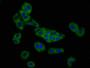 Immunofluorescence staining of HepG2 cells with CAC11381 at 1:166, counter-stained with DAPI. The cells were fixed in 4% formaldehyde, permeabilized using 0.2% Triton X-100 and blocked in 10% normal Goat Serum. The cells were then incubated with the antibody overnight at 4°C. The secondary antibody was Alexa Fluor 488-congugated AffiniPure Goat Anti-Rabbit IgG(H+L).