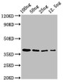 Western Blot; Positive WB detected in Recombinant protein; All lanes: BZLF2 antibody at 3µg/ml; Secondary; Goat polyclonal to rabbit IgG at 1/50000 dilution; Predicted band size: 38 kDa; Observed band size: 38 kDa