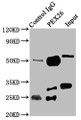 Immunoprecipitating PEX26 in K562 whole cell lysate; , Lane 1: Rabbit control IgG instead in K562 whole cell lysate. For western blotting, a HRP-conjugated Protein G antibody was used as the secondary antibody (1/2000); , Lane 2: CAC11399 (6µg) + K562 whole cell lysate (500µg); , Lane 3: K562 whole cell lysate (20µg)