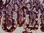 IHC image diluted at 1:300 and staining in paraffin-embedded human small intestine tissue performed on a Leica BondTM system. After dewaxing and hydration, antigen retrieval was mediated by high pressure in a citrate buffer (pH 6.0). Section was blocked with 10% normal goat serum 30min at RT. Then primary antibody (1% BSA) was incubated at 4°C overnight. The primary is detected by a biotinylated secondary antibody and visualized using an HRP conjugated SP system.