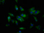 Immunofluorescence staining of Hela cells with CAC11409 at 1:133, counter-stained with DAPI. The cells were fixed in 4% formaldehyde, permeabilized using 0.2% Triton X-100 and blocked in 10% normal Goat Serum. The cells were then incubated with the antibody overnight at 4°C. The secondary antibody was Alexa Fluor 488-congugated AffiniPure Goat Anti-Rabbit IgG(H+L).