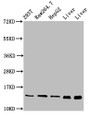 Western Blot; Positive WB detected in: 293T whole cell lysate, RAW264.7 whole cell lysate, HepG2 whole cell lysate, Rat liver tissue, Mouse liver tissue; All lanes: PIN4 antibody at 5µg/ml; Secondary; Goat polyclonal to rabbit IgG at 1/50000 dilution; Predicted band size: 14, 17 kDa; Observed band size: 14 kDa
