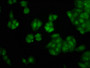 Immunofluorescence staining of HepG2 cells with CAC11415 at 1:266, counter-stained with DAPI. The cells were fixed in 4% formaldehyde, permeabilized using 0.2% Triton X-100 and blocked in 10% normal Goat Serum. The cells were then incubated with the antibody overnight at 4°C. The secondary antibody was Alexa Fluor 488-congugated AffiniPure Goat Anti-Rabbit IgG(H+L).