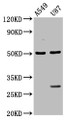 Western Blot; Positive WB detected in: A549 whole cell lysate, U87 whole cell lysate; All lanes: LANCL2 antibody at 3.5µg/ml; Secondary; Goat polyclonal to rabbit IgG at 1/50000 dilution; Predicted band size: 51 kDa; Observed band size: 51 kDa