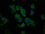 Immunofluorescence staining of HepG2 cells with CAC11423 at 1:333, counter-stained with DAPI. The cells were fixed in 4% formaldehyde, permeabilized using 0.2% Triton X-100 and blocked in 10% normal Goat Serum. The cells were then incubated with the antibody overnight at 4°C. The secondary antibody was Alexa Fluor 488-congugated AffiniPure Goat Anti-Rabbit IgG(H+L).