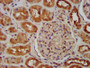 IHC image diluted at 1:600 and staining in paraffin-embedded human kidney tissue performed on a Leica BondTM system. After dewaxing and hydration, antigen retrieval was mediated by high pressure in a citrate buffer (pH 6.0). Section was blocked with 10% normal goat serum 30min at RT. Then primary antibody (1% BSA) was incubated at 4°C overnight. The primary is detected by a biotinylated secondary antibody and visualized using an HRP conjugated SP system.