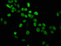 Immunofluorescence staining of Hela cells with CAC11429 at 1:2.5, counter-stained with DAPI. The cells were fixed in 4% formaldehyde, permeabilized using 0.2% Triton X-100 and blocked in 10% normal Goat Serum. The cells were then incubated with the antibody overnight at 4°C. The secondary antibody was Alexa Fluor 488-congugated AffiniPure Goat Anti-Rabbit IgG(H+L).