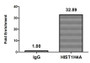 Chromatin Immunoprecipitation Hela (4*106) were treated with Micrococcal Nuclease, sonicated, and immunoprecipitated with 5µg anti-HIST1H4A (CAC11429) or a control normal rabbit IgG. The resulting ChIP DNA was quantified using real-time PCR with primers against the ß-Globin promoter.