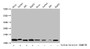 Western Blot; Detected samples: Hela whole cell lysate, Jurkat whole cell lysate, 293 whole cell lysate, HepG2 whole cell lysate; Untreated (-) or treated (+) with 30mM sodium butyrate for 4h; All lanes: HIST1H4A antibody at 1:1000; Secondary; Goat polyclonal to rabbit IgG at 1/40000 dilution; Predicted band size: 12 kDa; Observed band size: 12 kDa