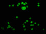 Immunofluorescence staining of HepG2 cells (treated with 30mM sodium butyrate for 4h) with CAC11430 at 1:5, counter-stained with DAPI. The cells were fixed in 4% formaldehyde, permeabilized using 0.2% Triton X-100 and blocked in 10% normal Goat Serum. The cells were then incubated with the antibody overnight at 4°C. The secondary antibody was Alexa Fluor 488-congugated AffiniPure Goat Anti-Rabbit IgG(H+L).